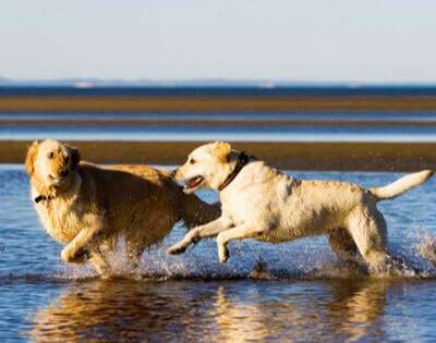 Corolla Dog Friendly Beaches