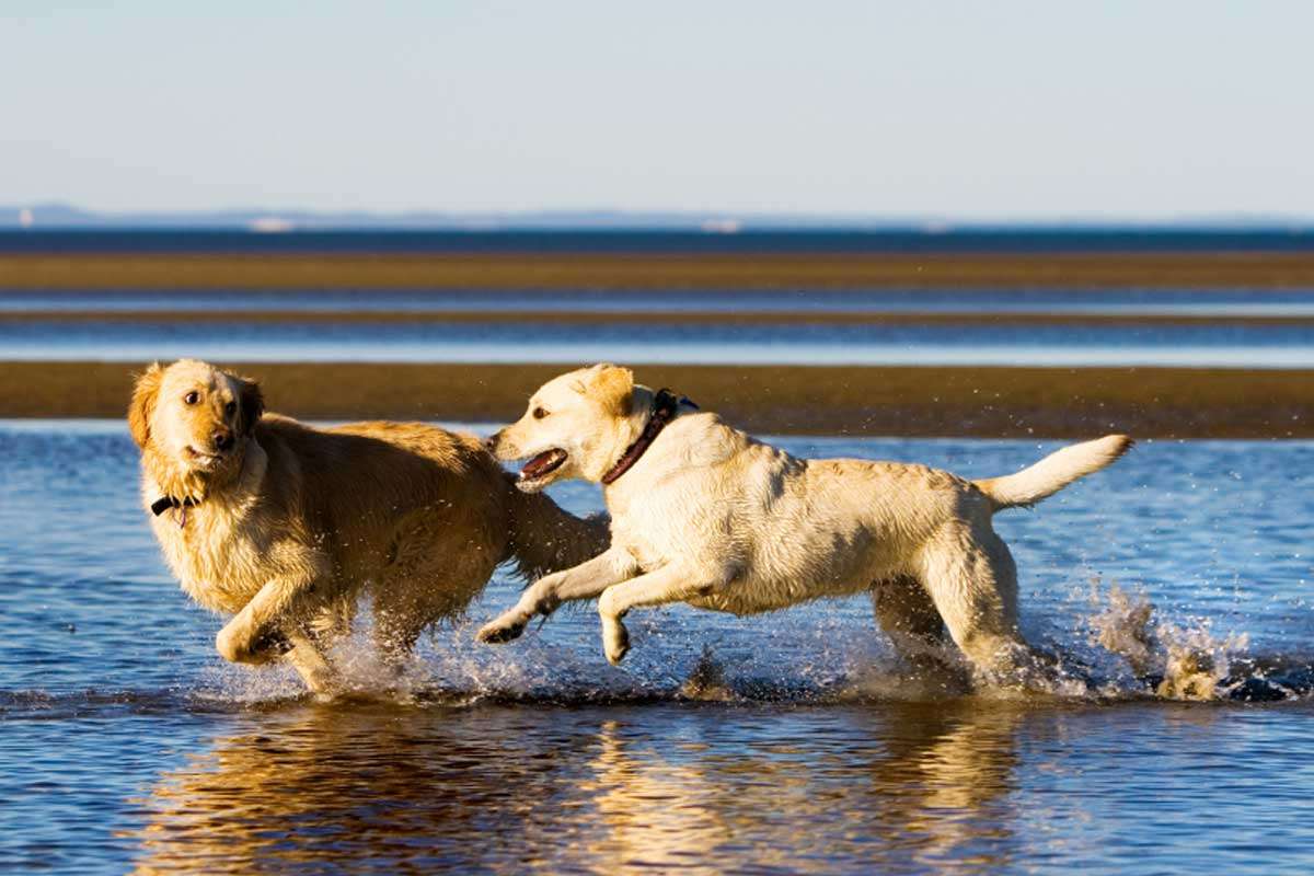Outer Banks Rentals | Pet Friendly Vacation Rentals